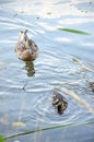 Ducklings on the lake in natural habitat