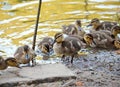 Ducklings on the lake in natural habitat