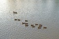 Ducklings on the lake in natural habitat