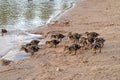 Ducklings on the lake in natural habitat