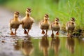 ducklings in a line following their parent on a pond