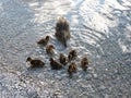 Ducklings of mallard duck Anas platyrhynchos feeding at the lake shore with their mother