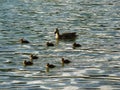 Ducklings of mallard duck Anas platyrhynchos swimming with their mother in the lake Royalty Free Stock Photo