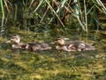 Ducklings of mallard or wild duck (Anas platyrhynchos) swimming in water of a lake in bright sunlight Royalty Free Stock Photo