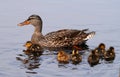 Mallard Duckling learning to survive Royalty Free Stock Photo