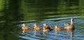 Ducklings with Mother