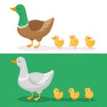 Ducklings and mother duck. Ducks family, duckling following mom and walking mallard baby chicks group cartoon vector Royalty Free Stock Photo