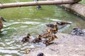 Ducklings with the mother duck went to the river Bank. birds with babies in the pond Royalty Free Stock Photo