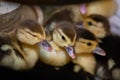 Ducklings of a musky duck in the shelter