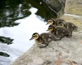 Ducklings - Poised to Jump Royalty Free Stock Photo