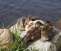 Ducklings On A Rock