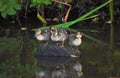 Ducklings on a rock.