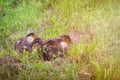 Ducklings sleep in the grass. Birds living on lakes in the city. Young ducks near the city pond
