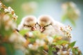 ducklings snoozing under a flowering bush