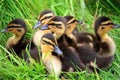 Ducklings Snuggled Together