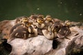 Ducklings Snuggling