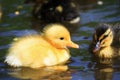 Ducklings spring