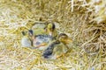 Ducklings squatting on straw Royalty Free Stock Photo