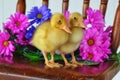 Ducklings Standing on a Chair