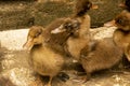Ducklings are surrounded by fences.Duck chicks.mallard ducklings.Cute domestic duckling.Small brown Duck ducklings.Click or