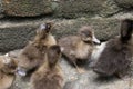 Ducklings are surrounded by fences.Duck chicks.mallard ducklings.Cute domestic duckling.Small brown Duck ducklings.Click or