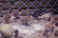 Ducklings are surrounded by fences.Duck chicks.mallard ducklings.Cute domestic duckling.Small brown Duck ducklings.Click or