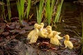 Ducklings swim in a little pond with plants and flowers in backyard