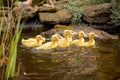 Ducklings swim in a little pond with plants and flowers in backyard