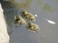 Ducklings swimming in pond water