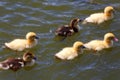 Ducklings