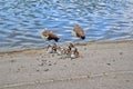 Ducklings with their Mother