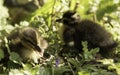 Ducklings in the undergrowth Royalty Free Stock Photo