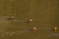 Ducklings in the sun - France Royalty Free Stock Photo