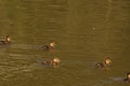 Ducklings, sun and the lake - France Royalty Free Stock Photo