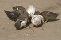 Ducks eating something from a bole