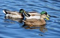 Ducks Royalty Free Stock Photo