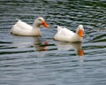 Ducks Royalty Free Stock Photo