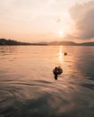 Ducks in The Adirondacks at Sunset Royalty Free Stock Photo