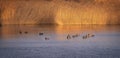 Ducks at Aiguamolls d`Emporda at Sunset, Catalonia Royalty Free Stock Photo