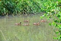 Ducks Anatidae swimming and resting in the water and banks of the Jordan River Trail with surrounding trees, Russian Olive, cott