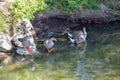 Ducks Anatidae swimming and resting in the water and banks of the Jordan River Trail with surrounding trees, Russian Olive, cott