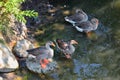 Ducks Anatidae swimming and resting in the water and banks of the Jordan River Trail with surrounding trees, Russian Olive, cott