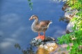 Ducks Anatidae swimming and resting in the water and banks of the Jordan River Trail with surrounding trees, Russian Olive, cott