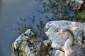 Ducks Anatidae swimming and resting in the water and banks of the Jordan River Trail with surrounding trees, Russian Olive, cott