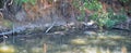 Ducks Anatidae swimming and resting in the water and banks of the Jordan River Trail with surrounding trees, Russian Olive, cott