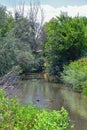 Ducks Anatidae swimming and resting in the water and banks of the Jordan River Trail with surrounding trees, Russian Olive, cott