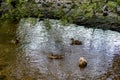 Ducks in the arlazon river of Burgos Royalty Free Stock Photo