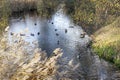 Ducks on the backwater among the thickets of reeds Royalty Free Stock Photo