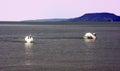 Ducks in the lake Royalty Free Stock Photo