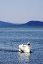 Ducks in the lake Royalty Free Stock Photo